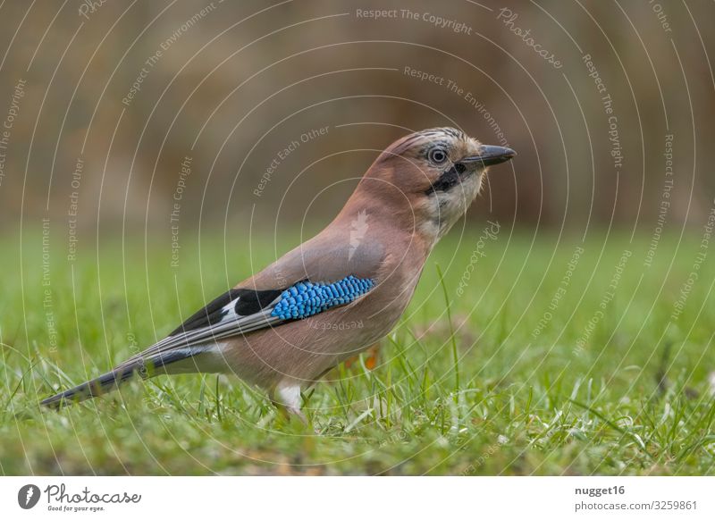 Eichelhäher Umwelt Natur Tier Frühling Sommer Herbst Klimawandel Schönes Wetter Gras Sträucher Grünpflanze Garten Park Wiese Wald Wildtier Vogel Tiergesicht