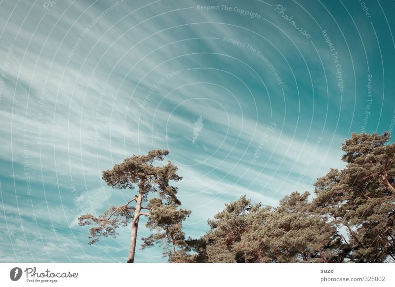 Wintergrün Umwelt Natur Landschaft Urelemente Luft Himmel Wolken Schönes Wetter Wind Baum Küste ästhetisch fantastisch kalt blau Wachstum Jahreszeiten Rügen