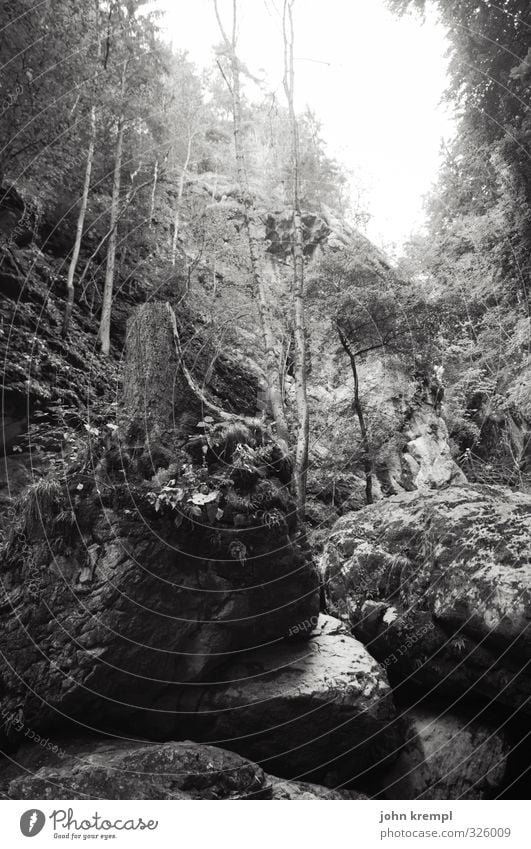 klammheimlich Umwelt Natur Landschaft Baum Wald Alpen Schlucht Bach hoch Kraft Romantik anstrengen bedrohlich geheimnisvoll Stimmung Umweltverschmutzung