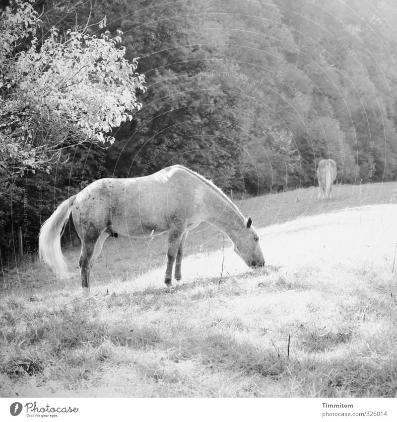 schwarzweißgrau | hornloses Einhorn. Ausflug Umwelt Natur Pflanze Baum Gras Wiese Wald Tier Pferd 2 Fressen einfach natürlich Gefühle Penis Schwarzweißfoto