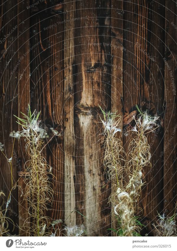 auf der lauer Natur Pflanze Gras Sträucher Wildpflanze Hütte Fassade Holz Stimmung Durst Saatgut Maserung Holzbrett Herbst Dürre Bösewicht Gesicht alt rustikal