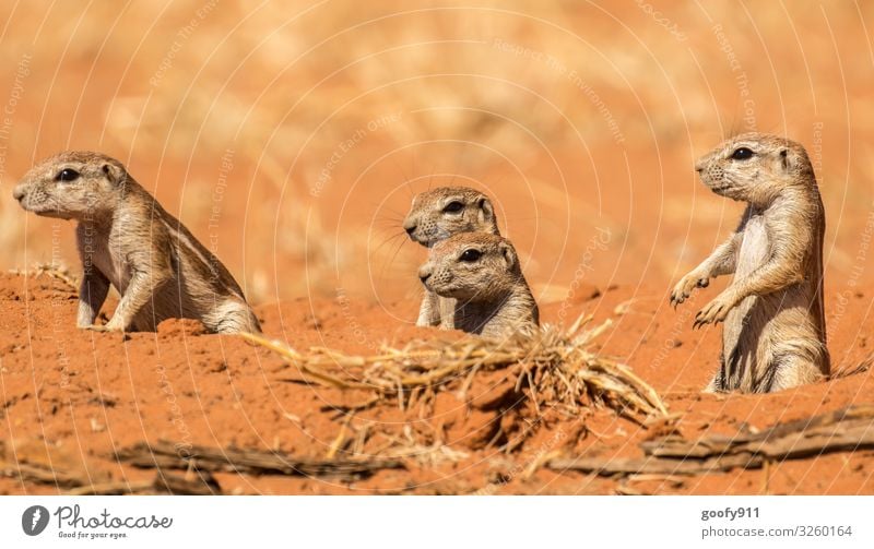 Alles im Blick Ferien & Urlaub & Reisen Ausflug Abenteuer Ferne Safari Expedition Natur Erde Sand Sonnenlicht Wärme Dürre Wüste Südafrika Tier Wildtier