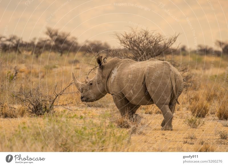 Kraftvoll Ferien & Urlaub & Reisen Ausflug Abenteuer Ferne Freiheit Safari Expedition Natur Landschaft Erde Sand Himmel Wolken Horizont Wärme Dürre Sträucher