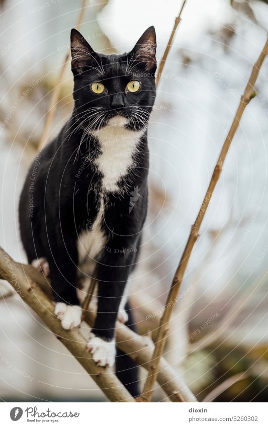 Sweet Lizzy Tier Haustier Katze Fell 1 Tierjunges sitzen kuschlig natürlich Natur Außenaufnahme Menschenleer Textfreiraum rechts Tag Schwache Tiefenschärfe