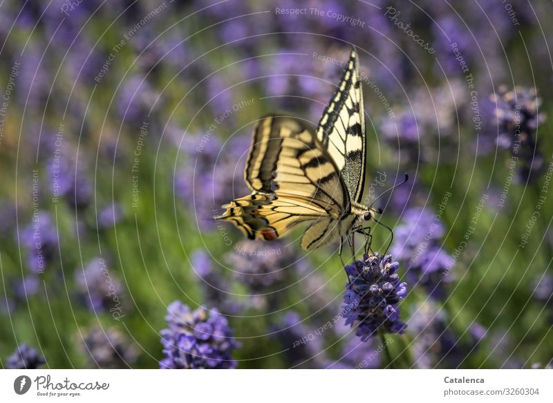 Schwalbenschwanz auf einer Lavendelblüte Natur Fauna Flora Tier Schmetterling Pflanze Blüte blühen duften verblühen Garten Tag Tagelicht Grün Gelb Lila