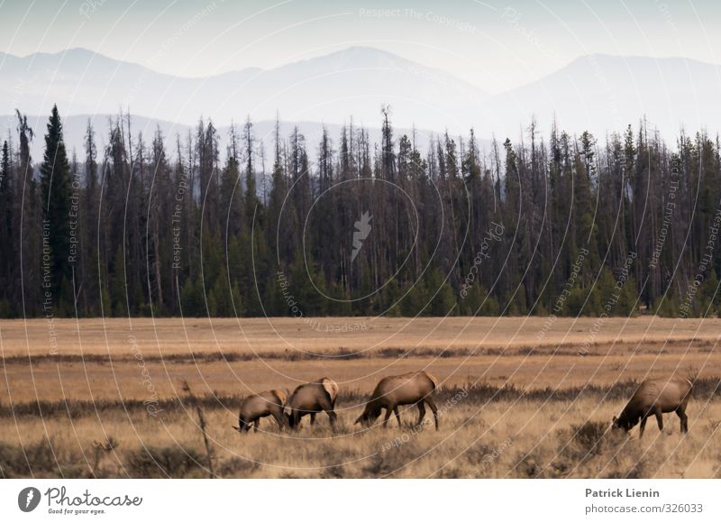 Wild World Umwelt Natur Landschaft Urelemente Erde Wald Berge u. Gebirge Gipfel Tier Wildtier 4 Tierfamilie Umweltschutz Rocky Mountains Colorado Nadelwald