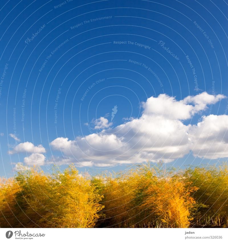 gar kein lametta. Natur Pflanze Himmel Wolken Herbst Schönes Wetter Sträucher Grünpflanze Nutzpflanze Feld kuschlig blau Wachstum Wandel & Veränderung buschig