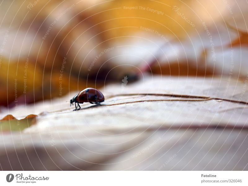 Herbstwanderung Umwelt Natur Pflanze Tier Blatt Park Wald Wildtier Käfer 1 frei klein natürlich braun Marienkäfer Herbstlaub Farbfoto mehrfarbig Außenaufnahme