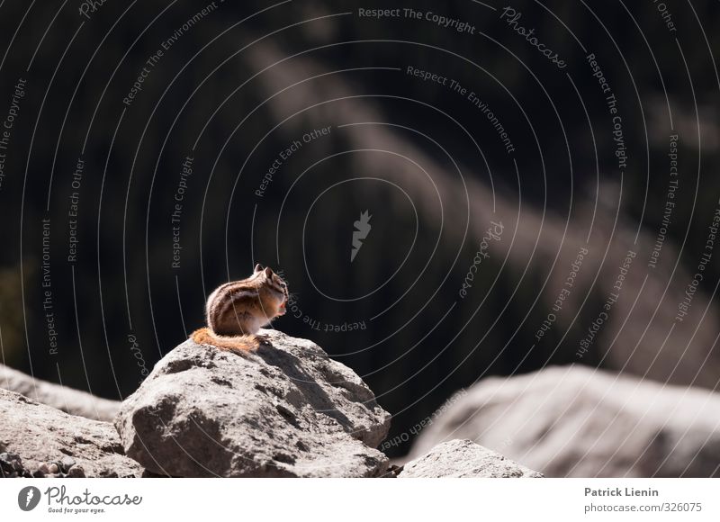 Tier | My friend Chippy Umwelt Natur Urelemente Felsen Wildtier 1 beobachten entdecken Blick sitzen Streifenhörnchen USA Nationalpark Rocky Mountains warten