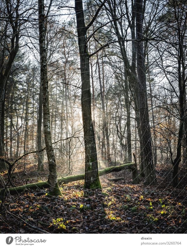 Back In The Woods [10] Ferien & Urlaub & Reisen Ausflug wandern Umwelt Natur Landschaft Pflanze Sonne Sonnenaufgang Sonnenuntergang Sonnenlicht Schönes Wetter