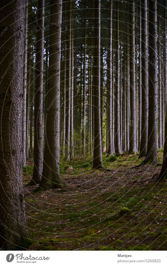 Manchmal sieht man den Wald vor lauter Bäumen nicht Ausflug Abenteuer wandern Natur Landschaft Schönes Wetter Baum Menschenleer Holz Baumstamm entdecken