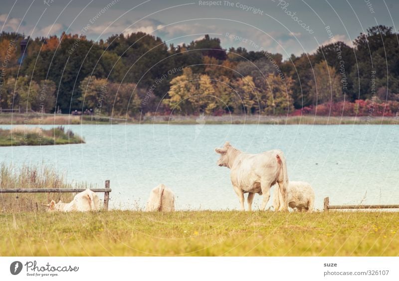 Pech für die Kuh Elsa | Kein Blick zurück Sommer Umwelt Natur Landschaft Tier Himmel Wiese Wald Seeufer Nutztier 4 Tiergruppe Herde natürlich Sehnsucht Idylle