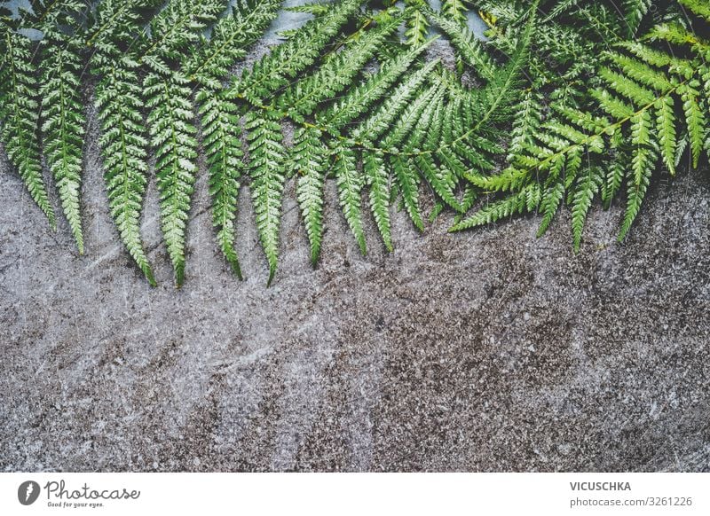 Frische Farnblätter auf dunklem Hintergrund Design Umwelt Natur Pflanze Hintergrundbild Farnblatt Beton Boden grün Farbfoto Studioaufnahme Textfreiraum unten