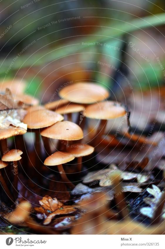 Pilze Lebensmittel Pflanze Herbst Wald Wachstum Waldboden Herbstlaub Herbstbeginn Hallimasch Farbfoto Außenaufnahme Nahaufnahme Menschenleer Textfreiraum oben