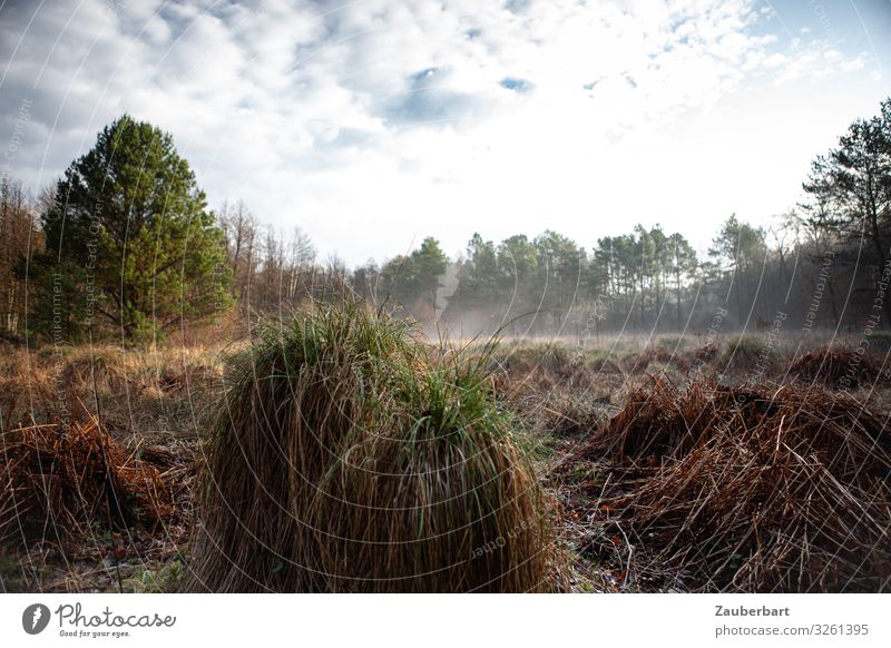 Feuchtwiese im Briesetal Ausflug wandern Natur Landschaft Nebel Baum Gras Sträucher Wiese beobachten Blick natürlich braun grün Schüchternheit Stimmung Umwelt