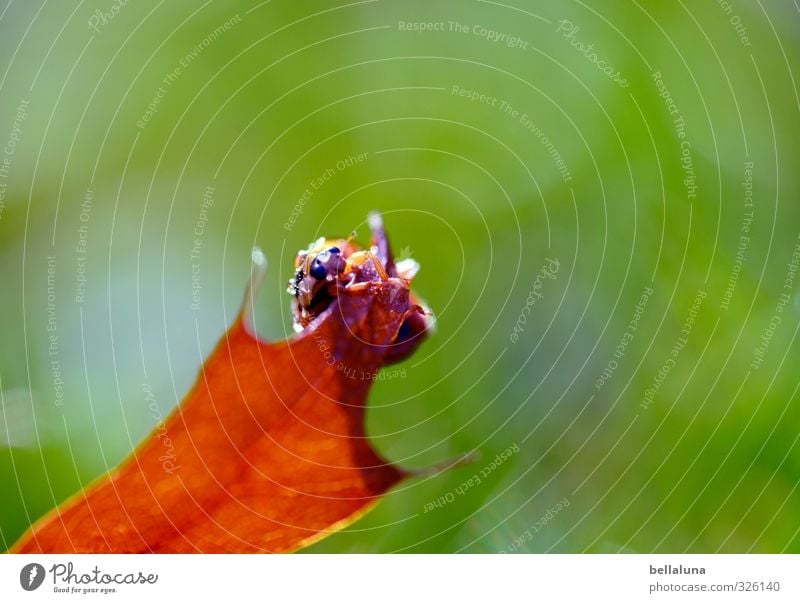 Punktlandung Tier Wildtier Käfer 1 krabbeln sitzen braun grün rot schwarz Marienkäfer Farbfoto mehrfarbig Außenaufnahme Nahaufnahme Detailaufnahme Makroaufnahme