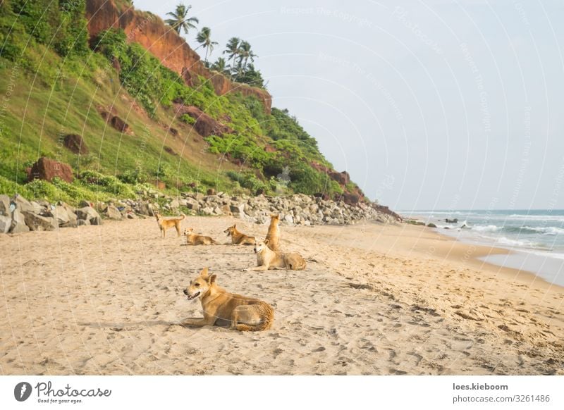 Tropical dog family Erholung Ferien & Urlaub & Reisen Sommer Sommerurlaub Sonnenbad Strand Meer Natur Sand Grünpflanze Wildpflanze Urwald Wellen Küste Tier Hund