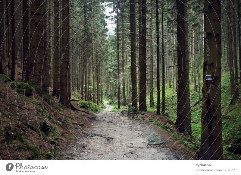 Tief im Wald Ferien & Urlaub & Reisen Ausflug Abenteuer Ferne wandern Umwelt Natur Landschaft Baum Bewegung Einsamkeit Erholung erleben Erwartung geheimnisvoll