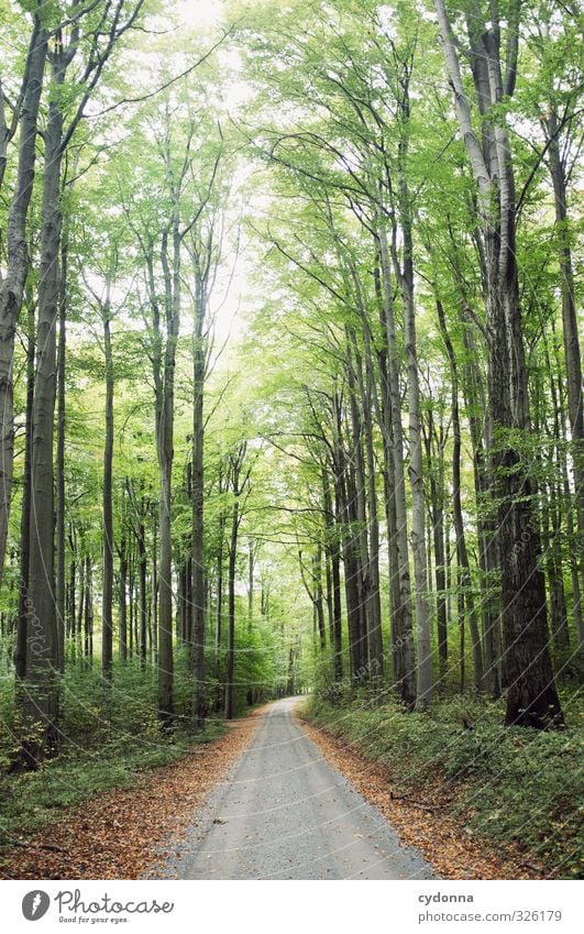 Waldweg harmonisch Erholung Ferien & Urlaub & Reisen Ausflug Abenteuer Ferne wandern Umwelt Natur Landschaft Sommer Baum Wege & Pfade Einsamkeit Freiheit Idylle