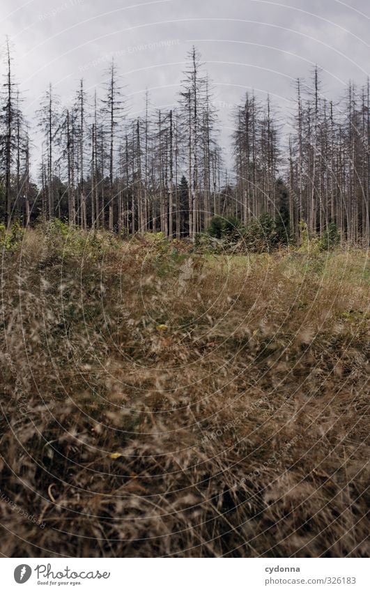 Toter Wald Umwelt Natur Landschaft Wolken schlechtes Wetter Baum Gras ästhetisch Einsamkeit Ende Endzeitstimmung bedrohlich Misserfolg nachhaltig stagnierend