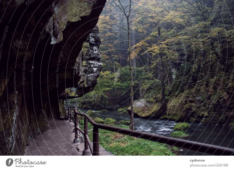 Klamm Ferien & Urlaub & Reisen Ausflug Abenteuer wandern Umwelt Natur Landschaft Wasser Herbst Regen Baum Wald Felsen Schlucht Bach Fluss Einsamkeit einzigartig