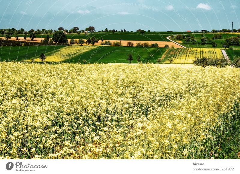 Raps auf landwirtschaftlicher Nutzfläche im Heckengäu Rapsfeld Frühling Landwirtschaft Feld Pflanze Natur Umwelt Nutzpflanze Landschaft Rapsblüte Blüte blühend