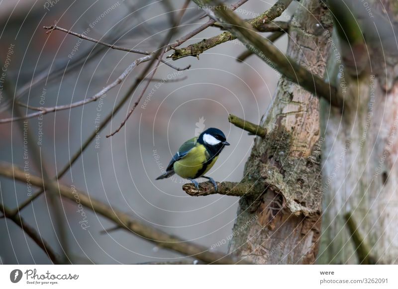 great tit on a branch Winter Natur Tier klein Blue tit Coal tit Cyanistes caeruleus Parus Ater Kohlmeise Periparus Ater Winterbird animal bird feeding branches