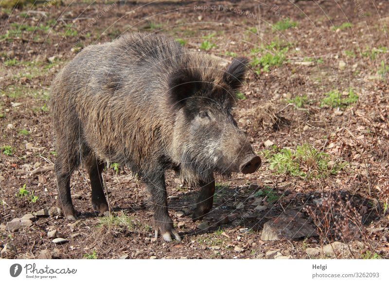 Wildschwein auf Futtersuche im Wald Umwelt Natur Pflanze Tier Erde Sommer Schönes Wetter Gras Wildtier Bache 1 Blick stehen authentisch außergewöhnlich