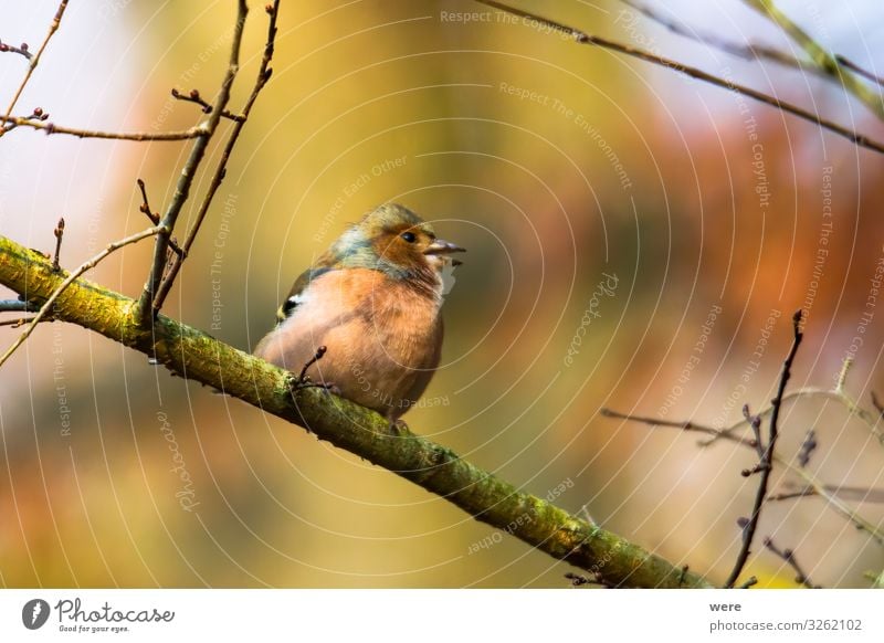 Chaffinch on a branch in autumn forest Winter Natur Tier 1 schön klein Buchfink animal bird bird feeding branches chaffinch copy space feathers fly nobody