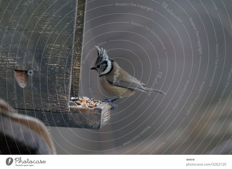 Crested tit in the woods on a branch Winter Natur Tier Vogel 1 klein lustig Lophophanes cristatus Stand bird Wood animal annual bird bird feeding comb