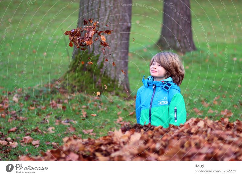 freundlicher Junge steht auf einer Wiese und schaut nach schwebenden Herbstblättern Mensch maskulin Kind Kindheit 1 3-8 Jahre Umwelt Natur Pflanze Baum Gras