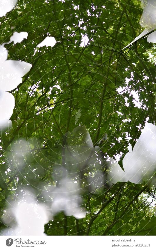 Der Wald vor lauter Bäumen Umwelt Natur Pflanze Baum Blatt Grünpflanze Park außergewöhnlich Surrealismus Umweltschutz Naturpark Schöneberg grün Farbfoto