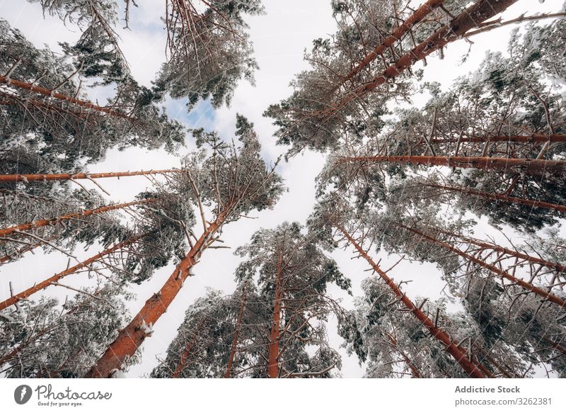 Winterwald mit verschneiten Bäumen Schnee Baum Wald laublos gefroren Frost Wälder ruhig gebogen Lehnen Norwegen Natur stumm Landschaft leer minimalistisch