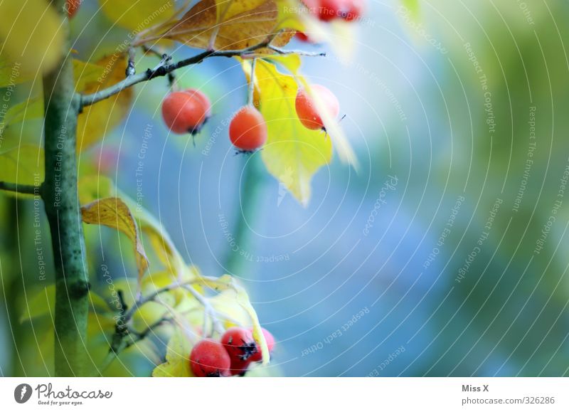 Herbstfrucht Frucht Pflanze Blatt Wachstum rot Zierapfel Apfel Apfelbaum Zweig Ast Farbfoto mehrfarbig Außenaufnahme Nahaufnahme Menschenleer