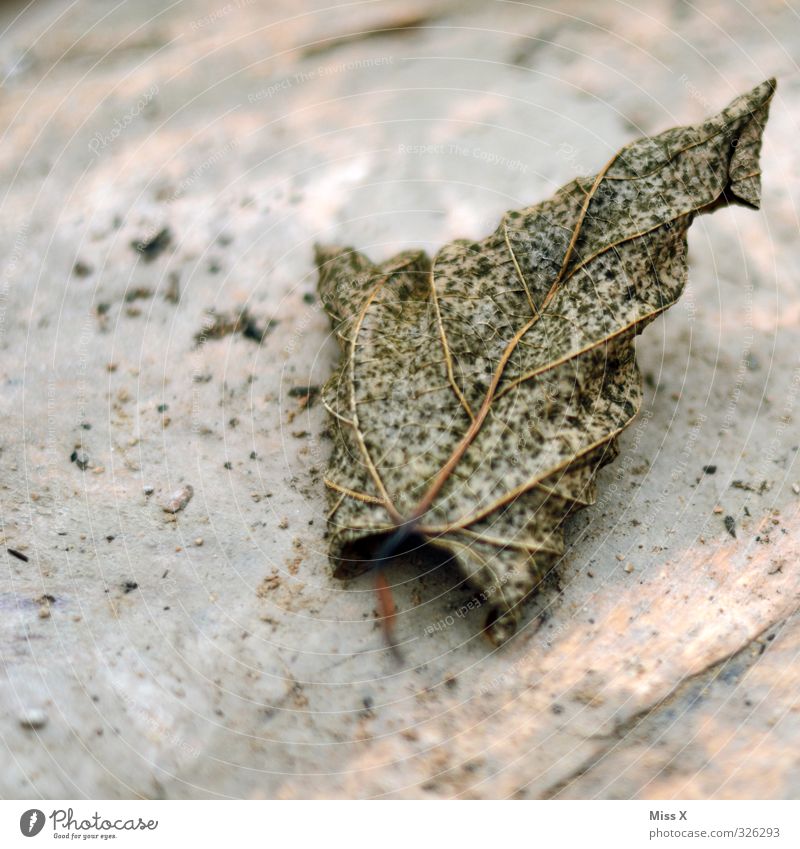 30 Herbst Blatt dehydrieren alt herbstlich Herbstlaub vertrocknet Blattadern Tod verrotten Farbfoto Gedeckte Farben Nahaufnahme Strukturen & Formen Menschenleer