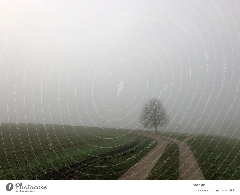 Landschaft im Novembernebel mit einsamem Baum Nebel trist einsam Herbst kalt Natur grau feucht Umwelt Einsamkeit schlechtes Wetter Gedeckte Farben