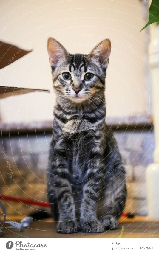 4 Monate alt Häusliches Leben Tier Katze Savannah 1 Tierjunges hocken Blick authentisch niedlich Mitte Rahmen Tigerfellmuster Wachsamkeit Farbfoto mehrfarbig