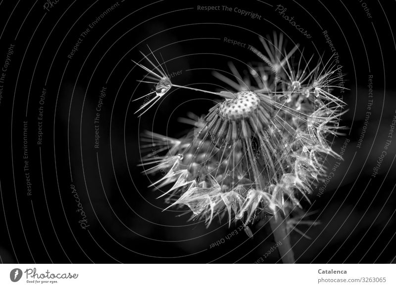 Abschied Natur Pflanze Wassertropfen schlechtes Wetter Regen Blume Blüte Löwenzahn Garten Wiese verblüht authentisch nass natürlich grau schwarz weiß Stimmung