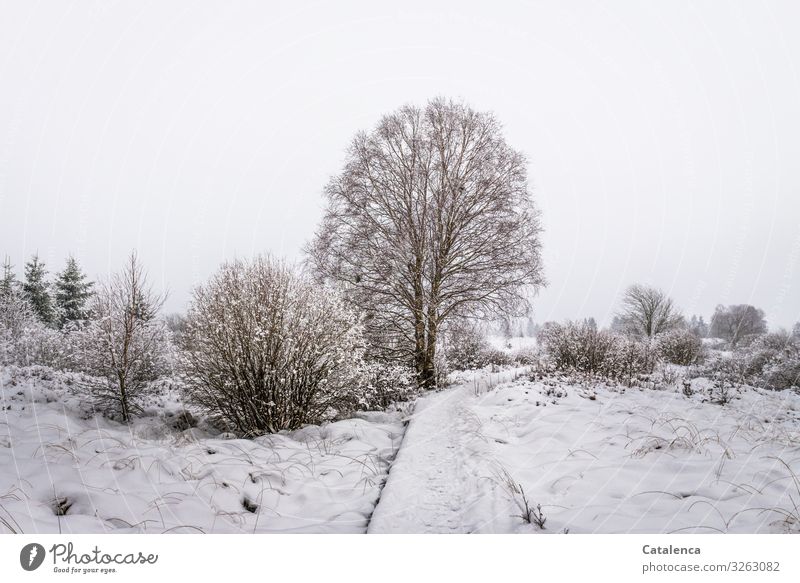 Etwas Schnee liegt auf dem Steg der durch das Moor führt Natur Landschaft Pflanze Himmel Winter schlechtes Wetter Eis Frost Baum Sträucher Wiese Feld Hohes Venn