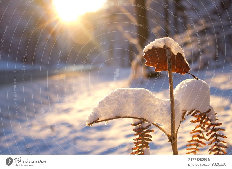 Schnee im Sommer Ferien & Urlaub & Reisen Tourismus Ausflug Sonne Winter Winterurlaub wandern Umwelt Natur Landschaft Pflanze Sonnenaufgang Sonnenuntergang