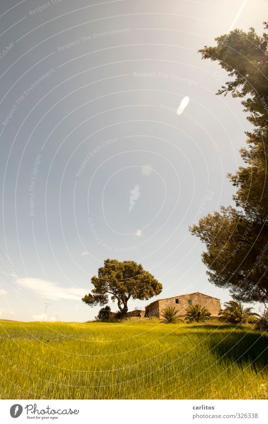 Altersruhesitz Pflanze Wolkenloser Himmel Sonnenlicht Sommer Schönes Wetter Baum Gras Haus Ruine Bauwerk ästhetisch blau gelb grün Mallorca mediterran