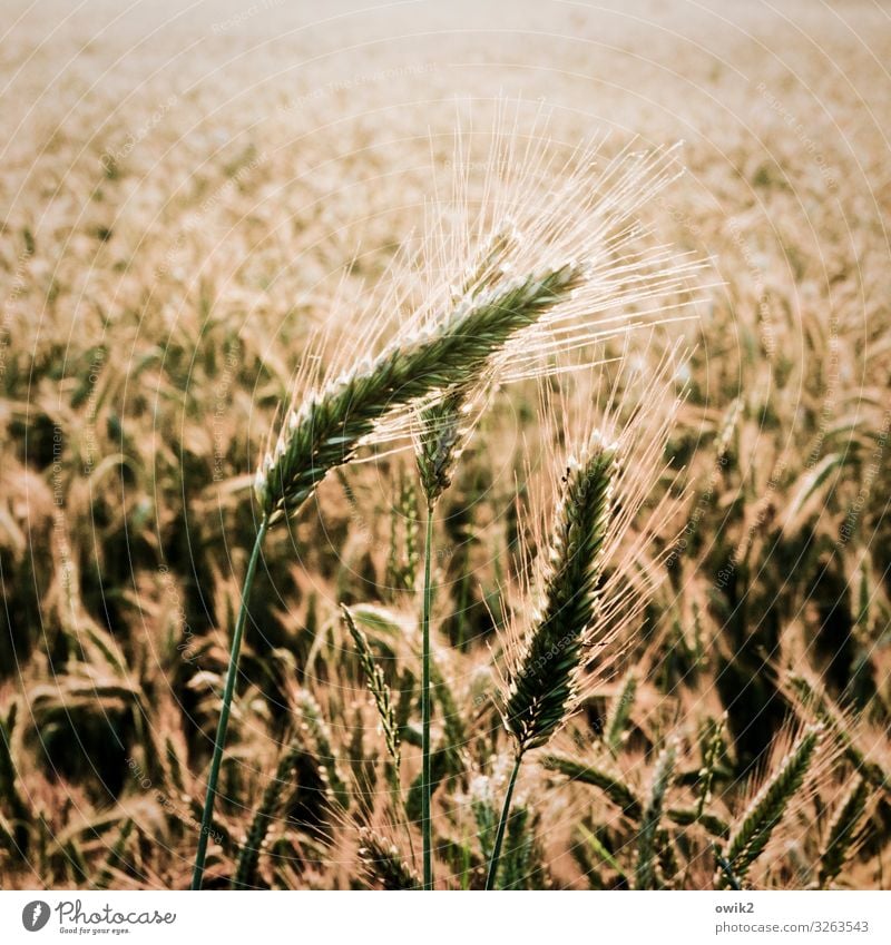 Rogg 'n' Roll Umwelt Natur Landschaft Pflanze Schönes Wetter Wind Nutzpflanze Roggen Roggenfeld Roggenähren Feld berühren Bewegung ruhig Idylle Ferne