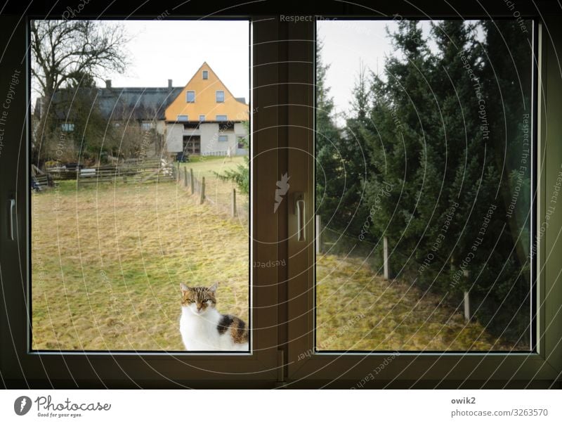 Verdrängt Himmel Baum Gras Sträucher Wiese Zaun Zaunpfahl Haus Fenster Fensterrahmen Katze 1 Tier beobachten Blick sitzen warten geduldig ruhig demütig