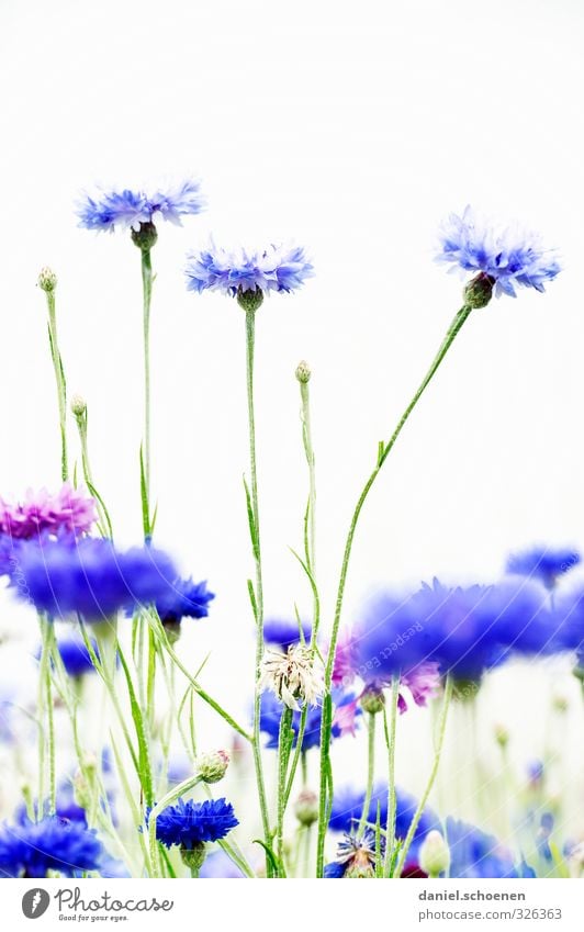 Blümschen Natur Pflanze Blume Blüte hell schön grün weiß Makroaufnahme Menschenleer Textfreiraum oben High Key