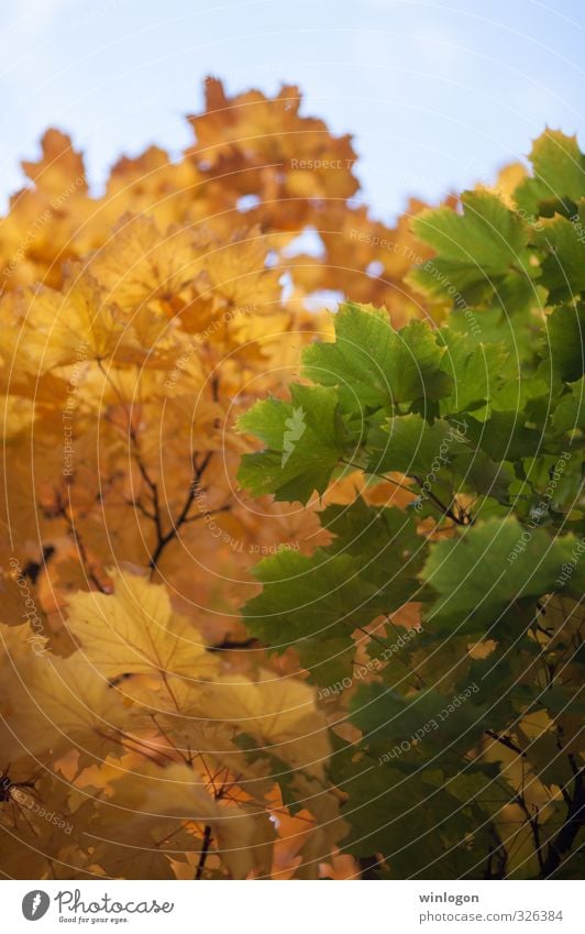 Zwei Farben Alternativmedizin Wellness Leben Kunst Landschaft Himmel Herbst Pflanze Baum Blatt Herbstlaub herbstlich Park atmen Fröhlichkeit frisch schön blau