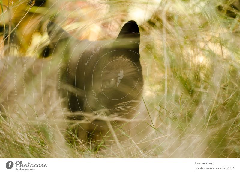 katzenauge Umwelt Natur Sommer Schönes Wetter Pflanze Gras Sträucher Wildpflanze Wiese Tier Haustier Katze Tiergesicht 1 atmen Erholung liegen Blick sitzen