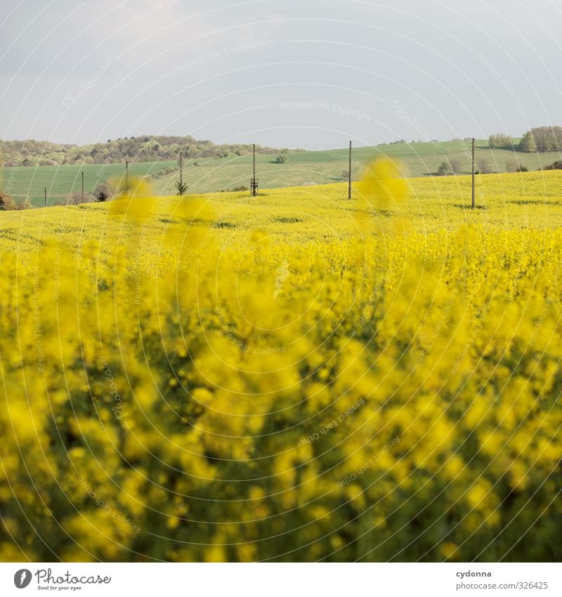 Oh - ein Rapsbild! Landwirtschaft Forstwirtschaft Umwelt Natur Landschaft Himmel Frühling Schönes Wetter Nutzpflanze Wiese Feld Hügel Freiheit Horizont Idylle