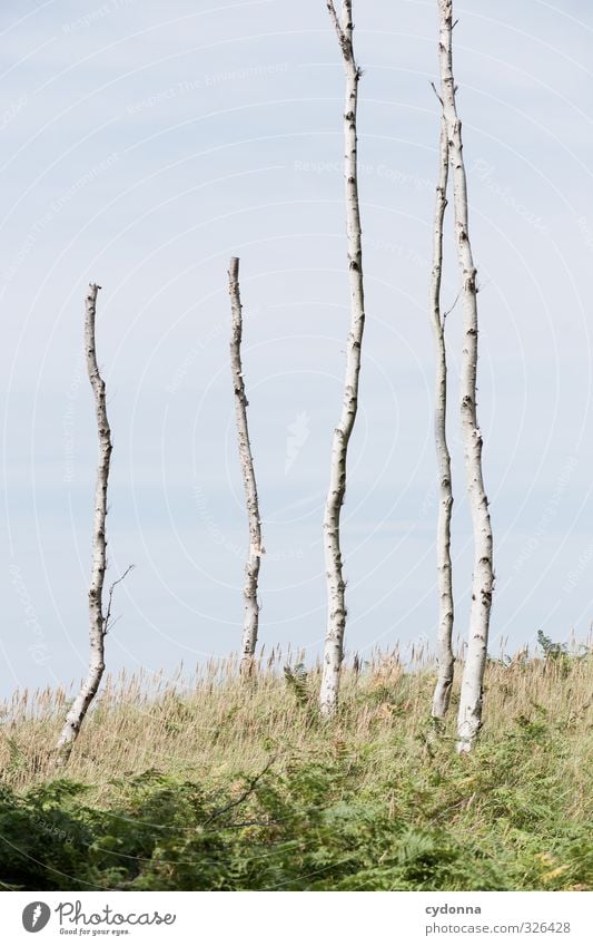 Abbrecher Natur Landschaft Himmel Sommer Schönes Wetter Wind Baum Gras ästhetisch Einsamkeit Ende Endzeitstimmung Leistung Misserfolg ruhig Schwäche stagnierend