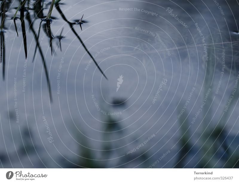 parallelwelt Umwelt Natur Wasser Herbst Pflanze Gras Sträucher Grünpflanze Wiese Teich Pfütze Einsamkeit Erschöpfung Farbfoto Gedeckte Farben Außenaufnahme