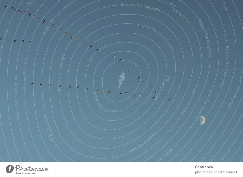 Der Halbmond steht am Himmel  an diesem Nachmittag im Spätherbst als die Kraniche vorbeiziehen Natur Fauna Vögel Zugvögel fliegen Mond Herbst Abends Blau